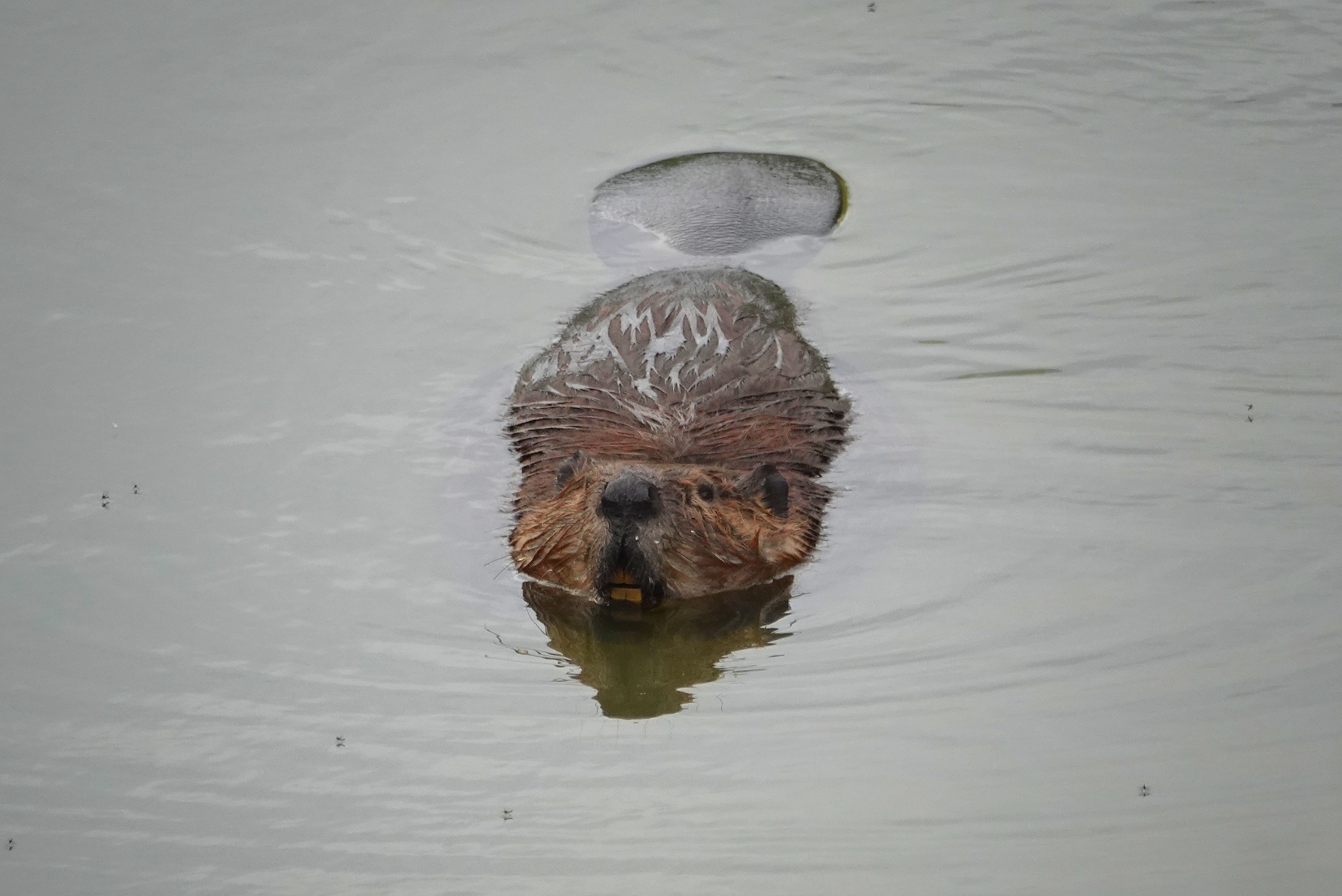 Castor face à nous sur l'eau